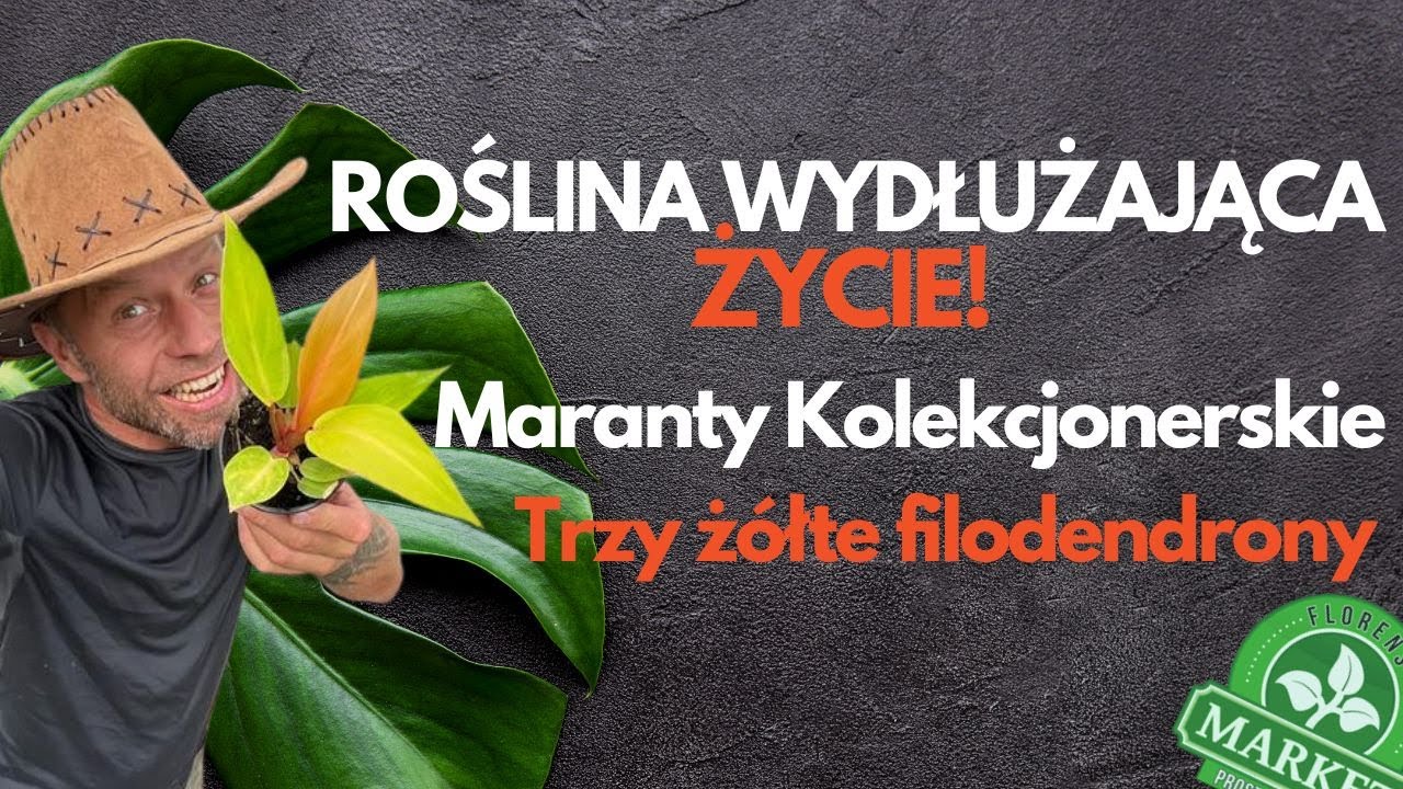 ROŚLINA🌿kt&oacute;ra wydłuża ŻYCIE, Maranty i Ż&Oacute;ŁTE filodendrony💚