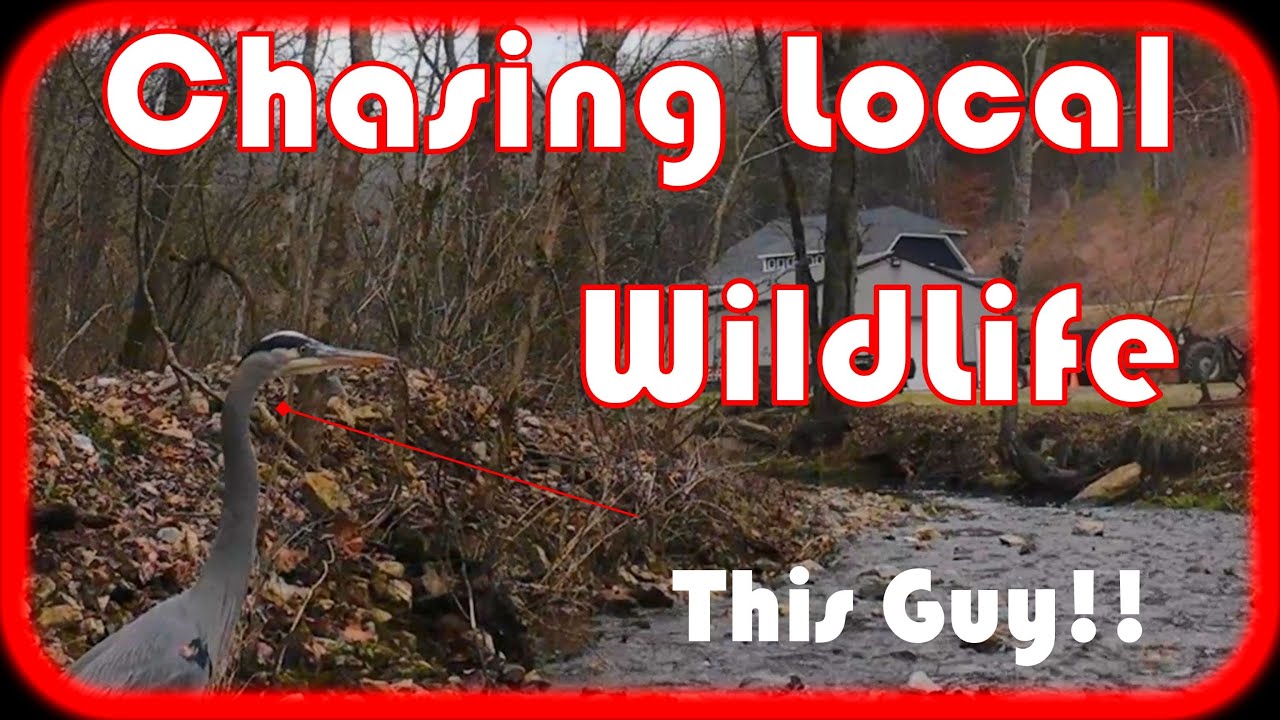 Chasing Local WildLife!