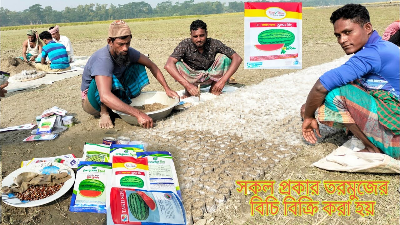 তরমুজ চাষ করার পদ্ধতি।।আগাম তরমুজে সেরা কয়েকটি বীজের নার্সারি করার পদ্ধতি।।সবচেয়ে বড় তরমুজের বিচি