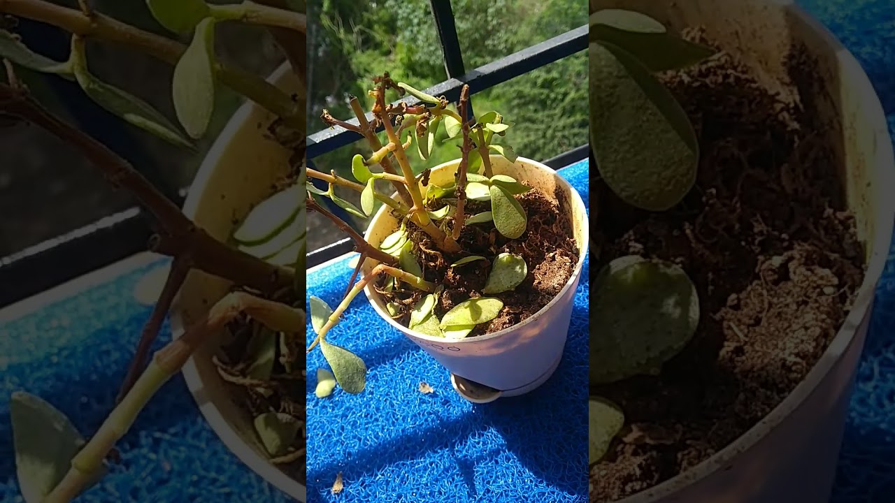 My jade plant is dying 😭