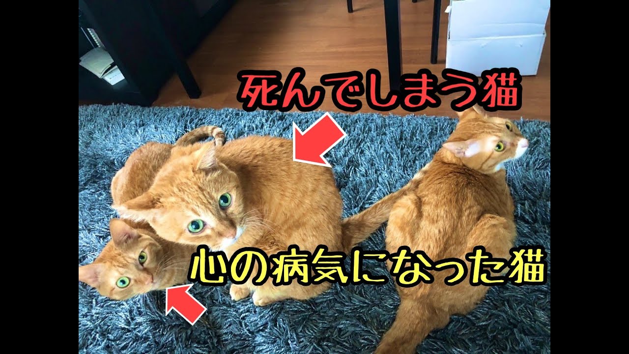 猫が死ぬ前夜【慢性腎臓病】