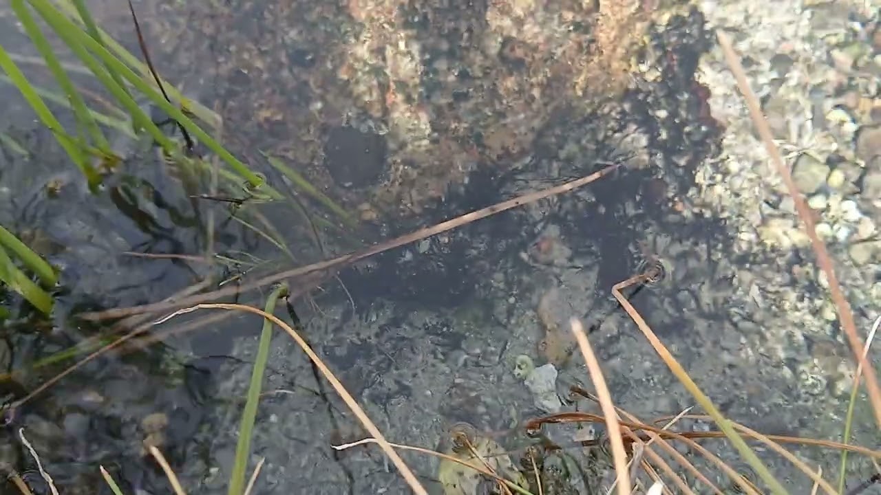 Very rare species (Pupfish)🐟
