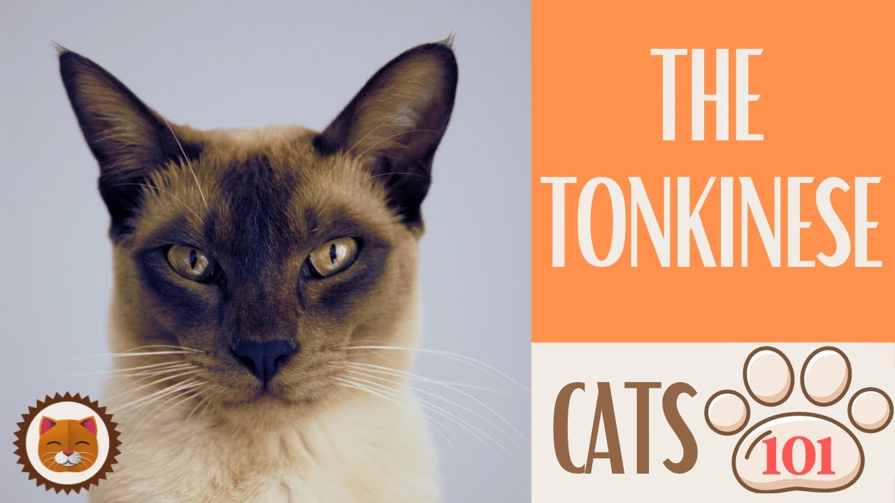 🐱 Cats 101 🐱 TONKINESE CAT - Top Cat Facts about the TONKINESE