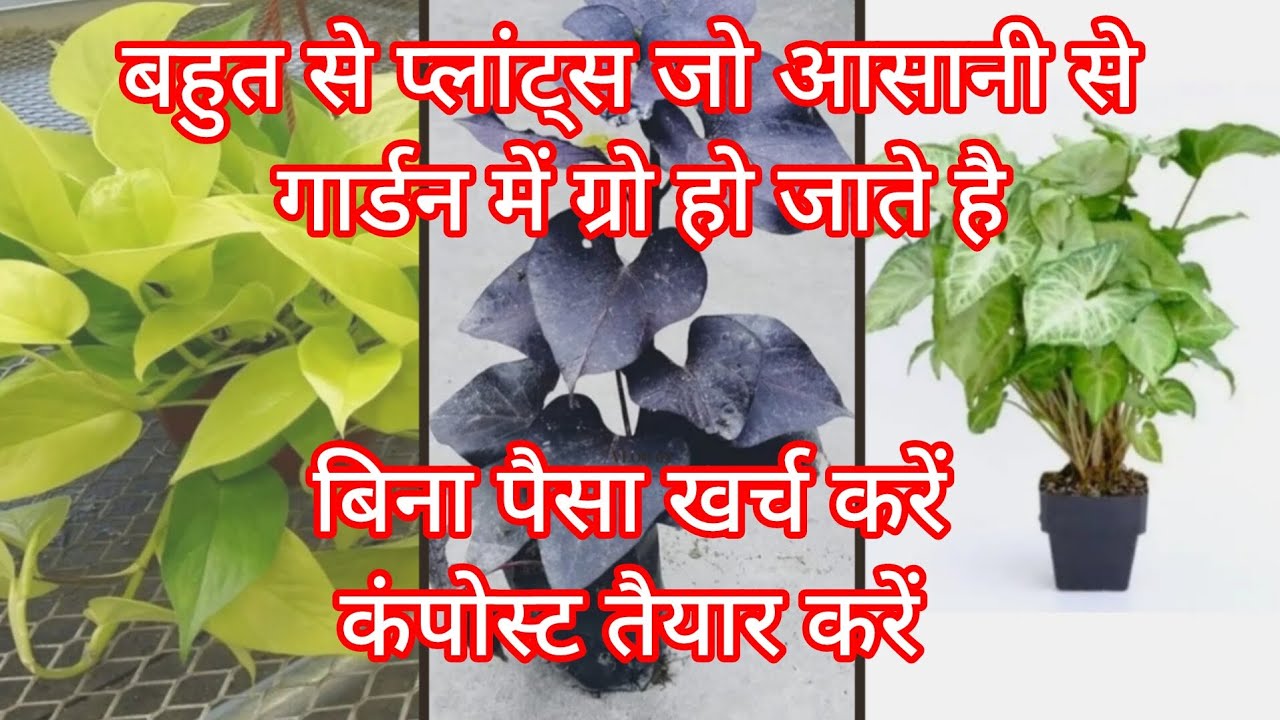 प्लांट्स जो आसानी से गार्डन में ग्रो करते है बिना पैसा खर्च करें कम्पोस्ट तैयार करें #garden#cutting