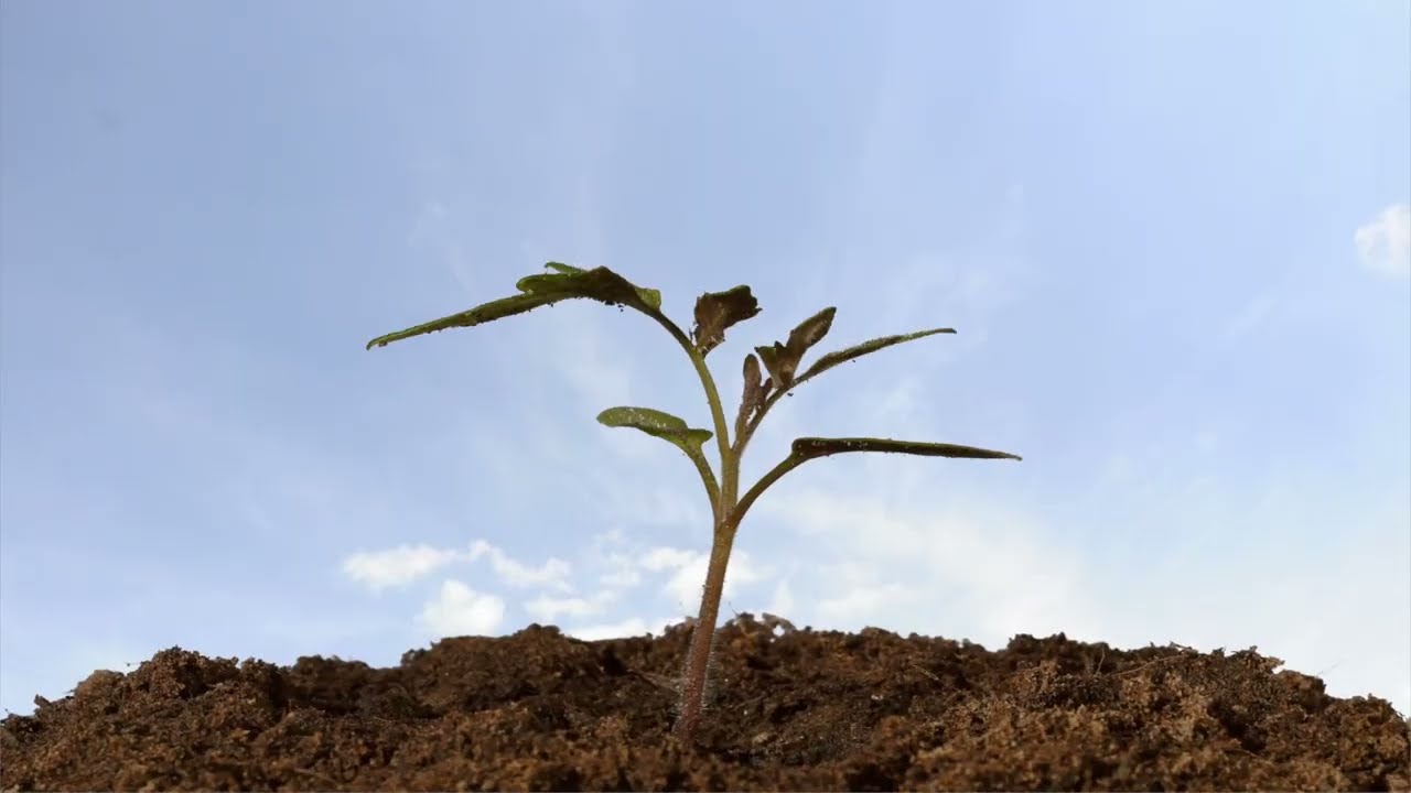 How tomatoes grow in time lapse over 16 weeks. Seed germination, side shoot propagation. 