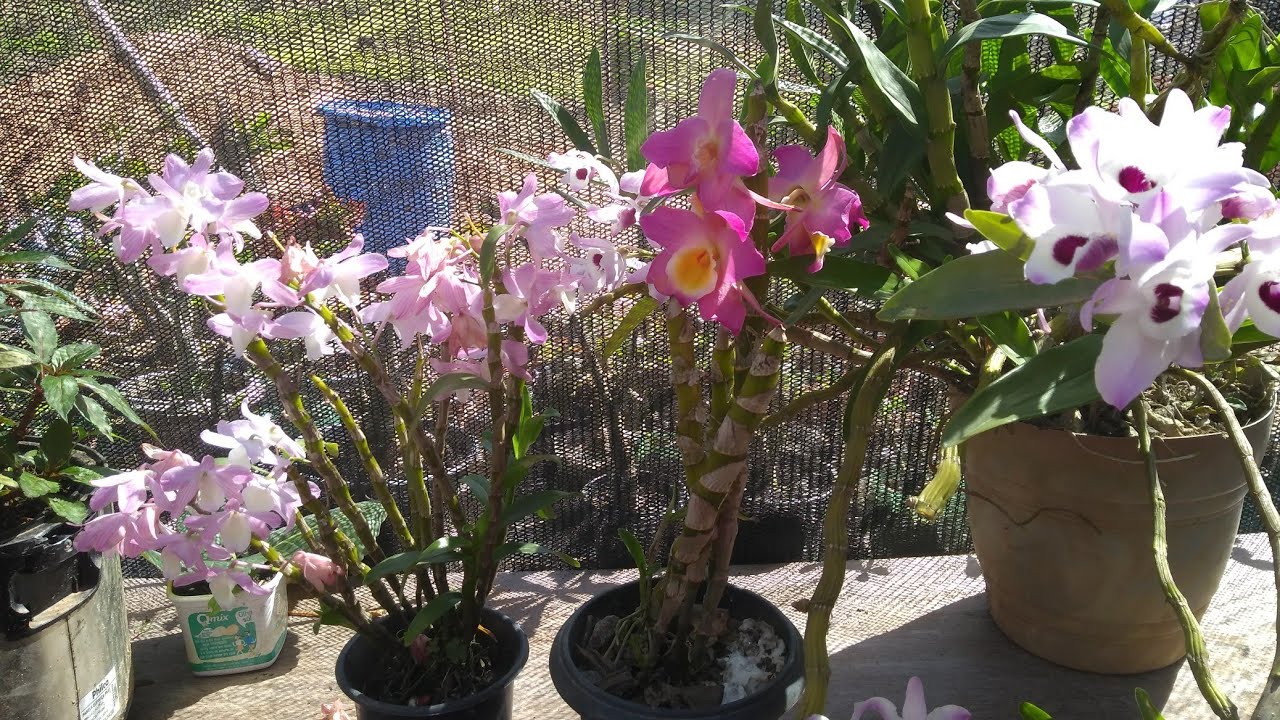 Porque o Dendrobium não da flores? Veja