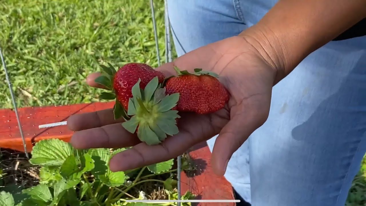 Harvesting Albion strawberries