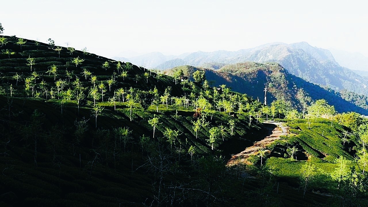 阿里山頂石棹, 從清晨到夕陽落下, 茶園樹海沉浸式的漫步!(無旁白漫步)  /Alishan Dingshizhuo/4K Walking Tour