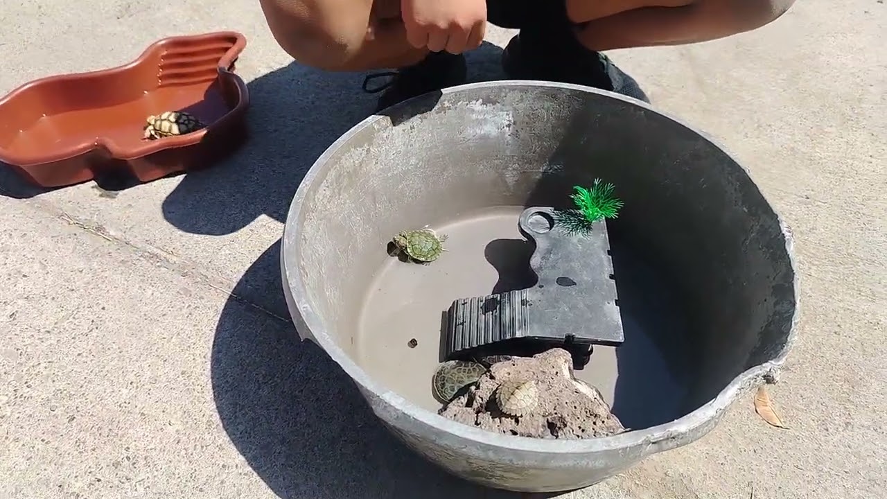 Baño de sol para mis tortugas, acompañenos 🐢🐢🐢🥰  #turtle #tortoise #sulcatatortoise #turtlewatching