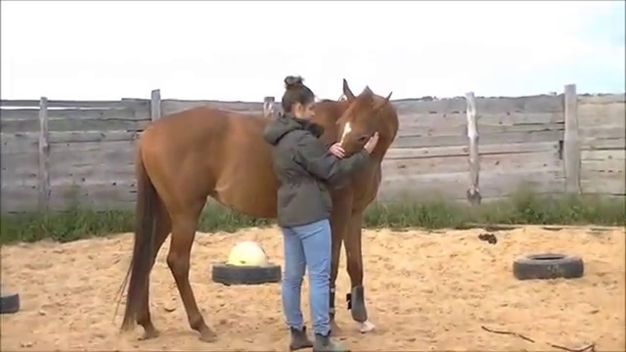 Sunrise Ranch: Praca z końmi, wakacje z końmi | Treningi jeździeckie.