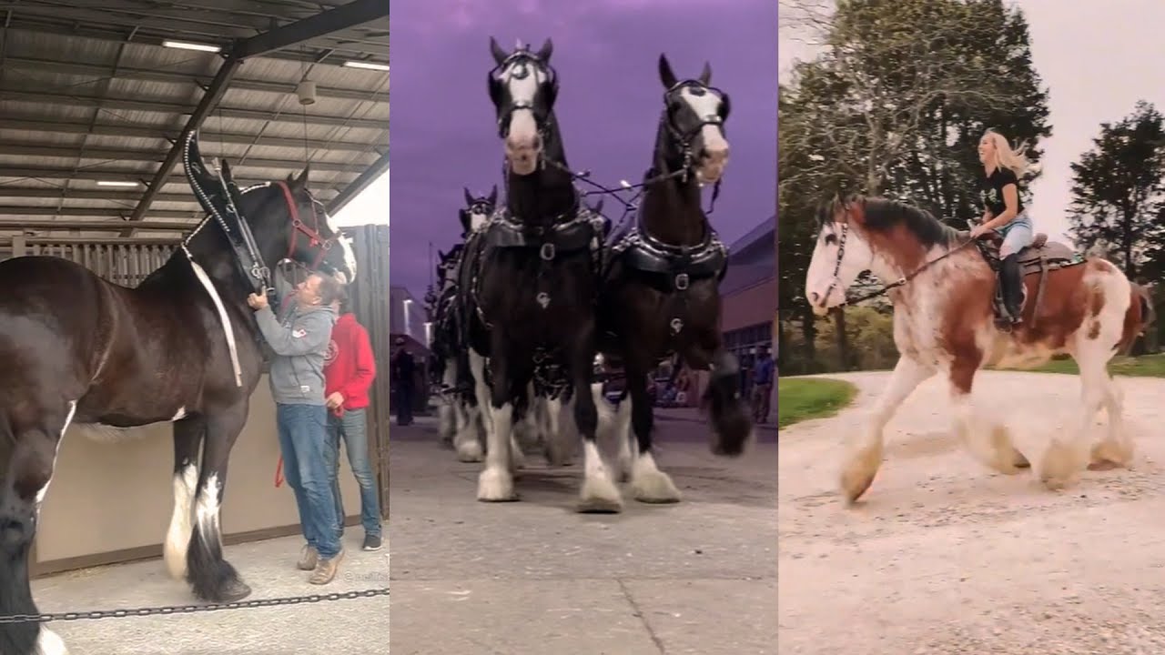 Big Horses Compilation pt 3