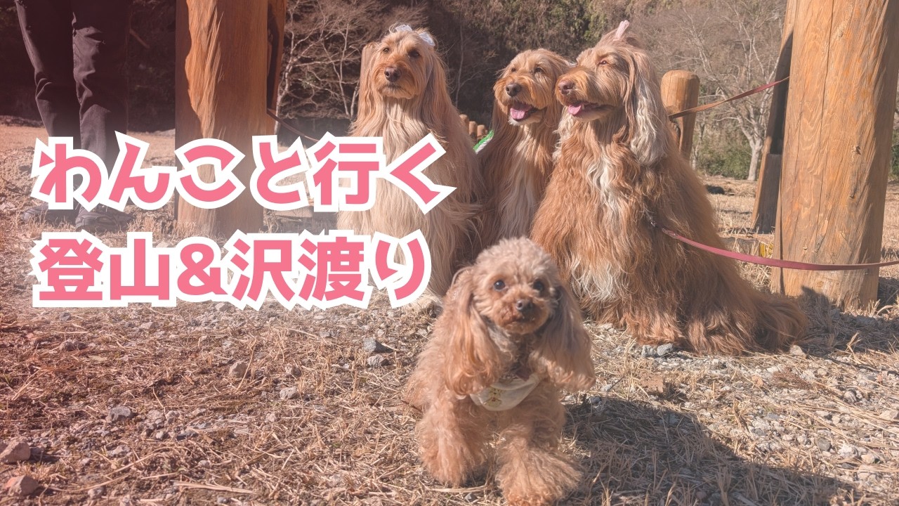 わんこと一緒に登山してきたよ！【ドゥードル】【マイクロミニブタ】【ティーカッププードル】