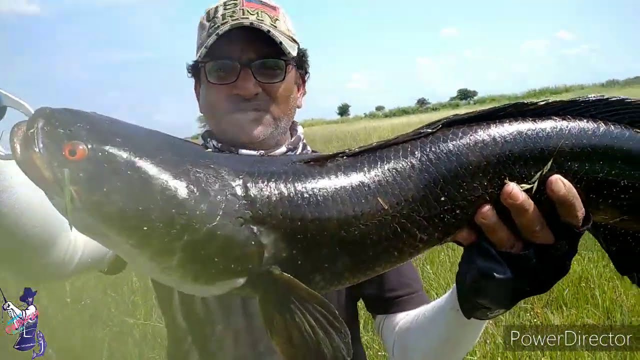 Giant Snake head fishing || big Murrel fishing