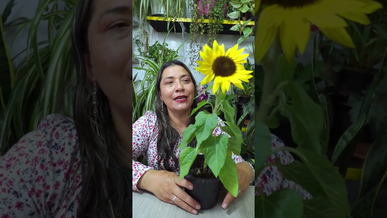 Cultiva girasoles en casa, Pocos saben como hacerlo #girasol #plantas #flores