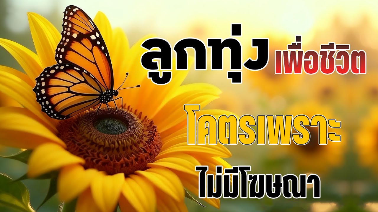 ลูกทุ่งเพราะมาก : ลูกทุ่งเพื่อชีวิตโคตรเพราะ ฟังต่อเนื่องหลายเพลง ไม่มีโฆษณา