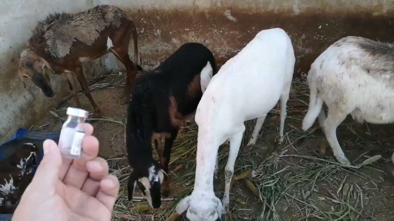 علاج الاناث التي لا تخصب او تلقح الجزء الثاني ( تكيس المبايض).
