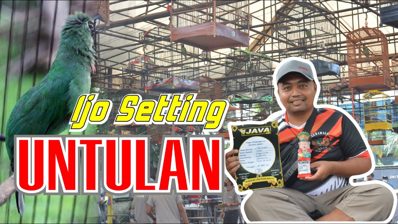 CUCAK IJO SETTINGAN UNTULAN - SETTINGAN BETINA CUCAK IJO STABILKAN BIRAHI EMOSI - By HoBi ID