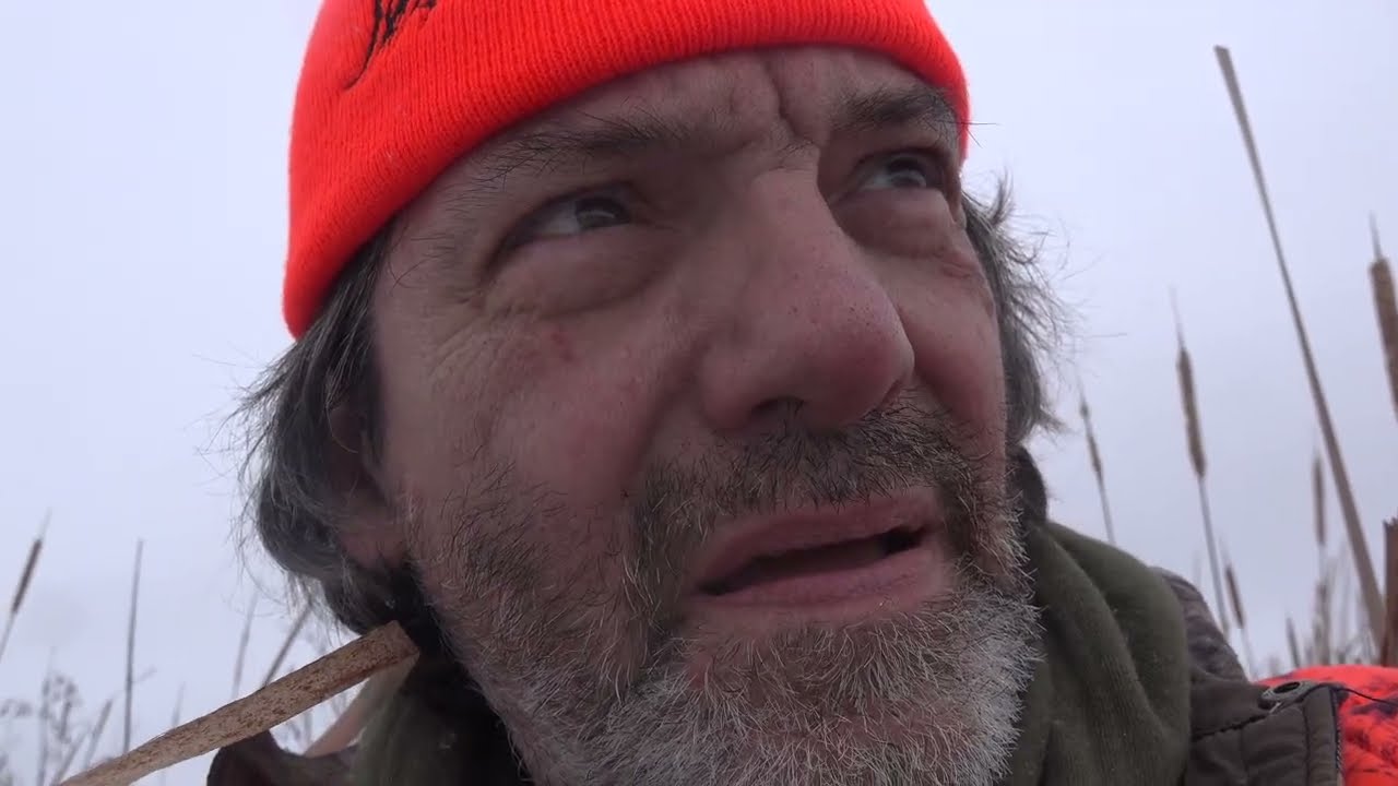 Tracking bucks in a cattail marsh