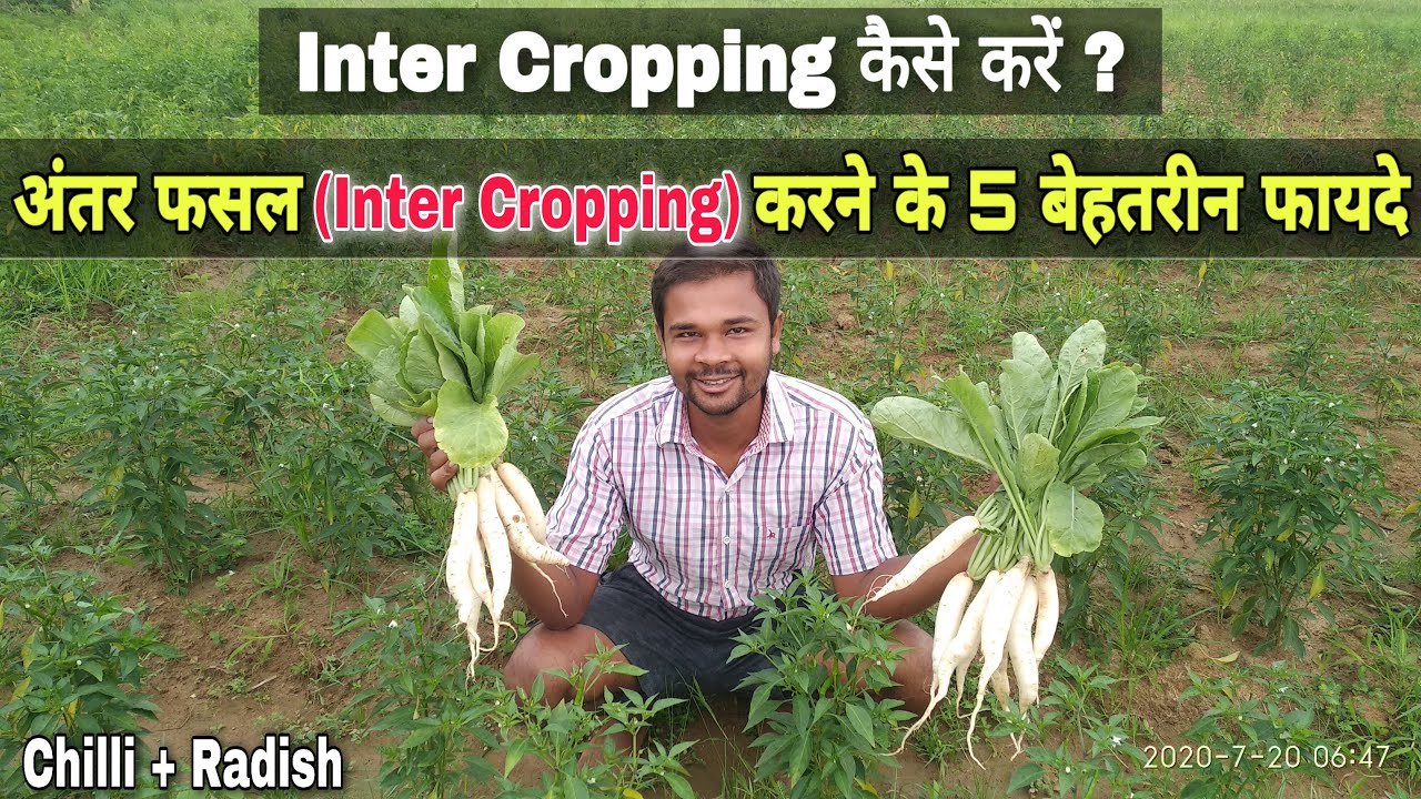 अन्तर फसल क्या होता है? 5 Benefits of Inter Cropping farming in Hindi, mixed farming in hindi