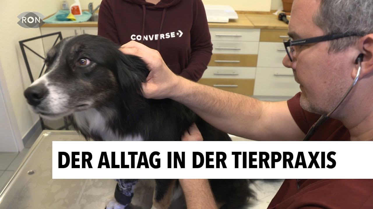 Traumjob Tierarzt | RON TV |