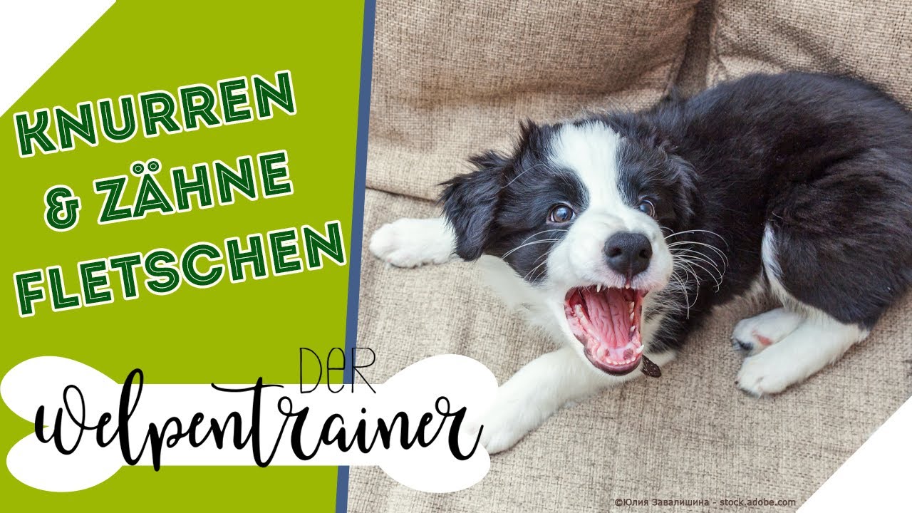 Zähnefletschen & Knurren! 😱 Was passiert mit meinem Hund? | Der Welpentrainer | sixx