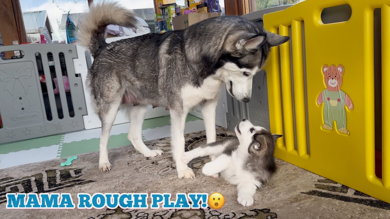 Mama Husky Rough Play Teaching Her Husky Puppies Vital Social Skills! She Gets ROUGH! [WARNING]