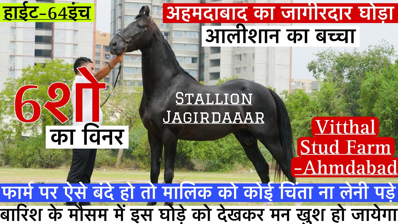 आलीशान घोड़े का बच्चा 6 शो का विनर अहमदाबाद का जागीरदार घोड़ा ! (7023491804)