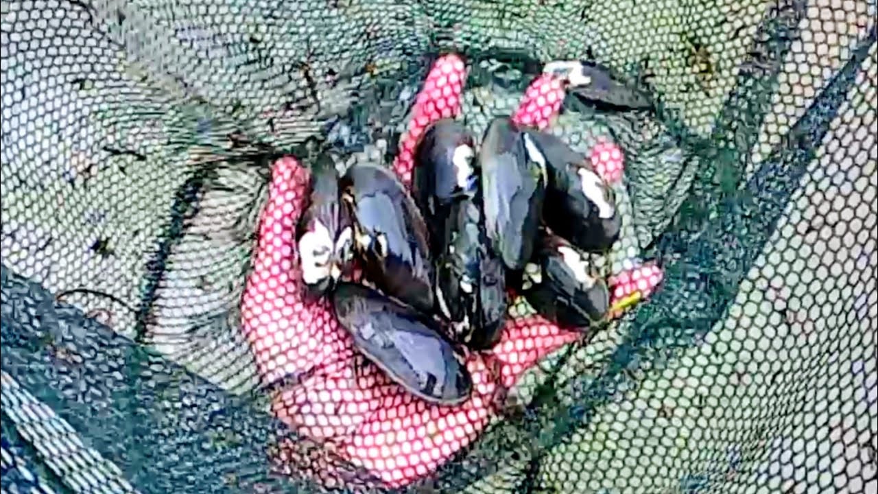タナゴの繁殖地でガサガサしていると色々ヤバかった...