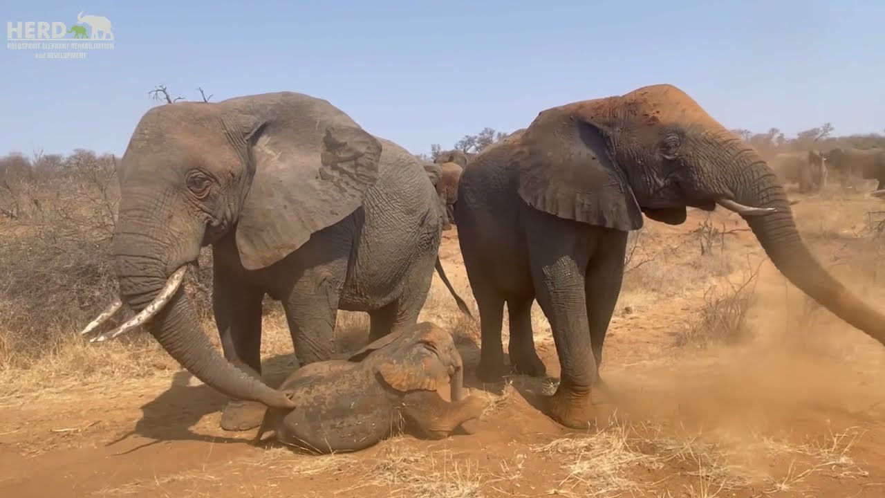 An Elephant Sand Bath For One Muddy Baby Khanyisa!