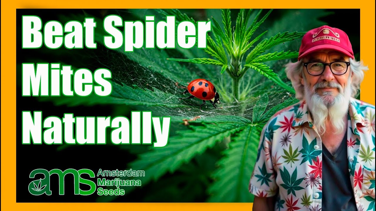 Eco Pest Control: Beat Spider Mites with Ladybirds on Your Cannabis 🌿🐞