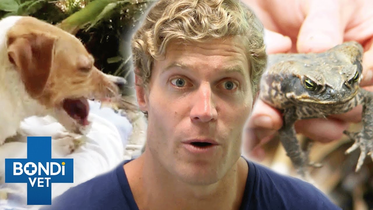 Can Vet Save Dog Poisoned By Cane Toad and Foaming At The Mouth? 😱 | Bondi Vet Clips | Bondi Vet