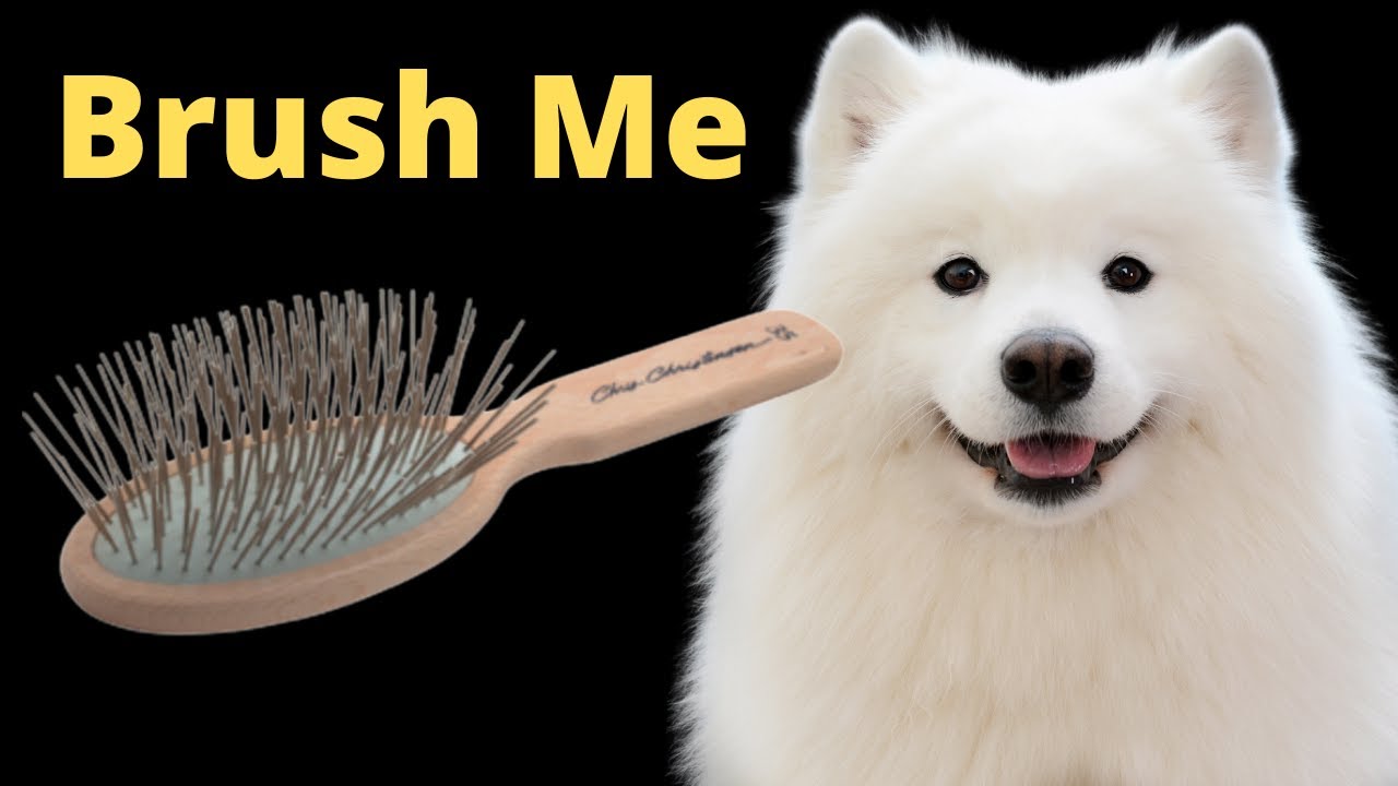 Grooming A Samoyed Dog - Oval Brush