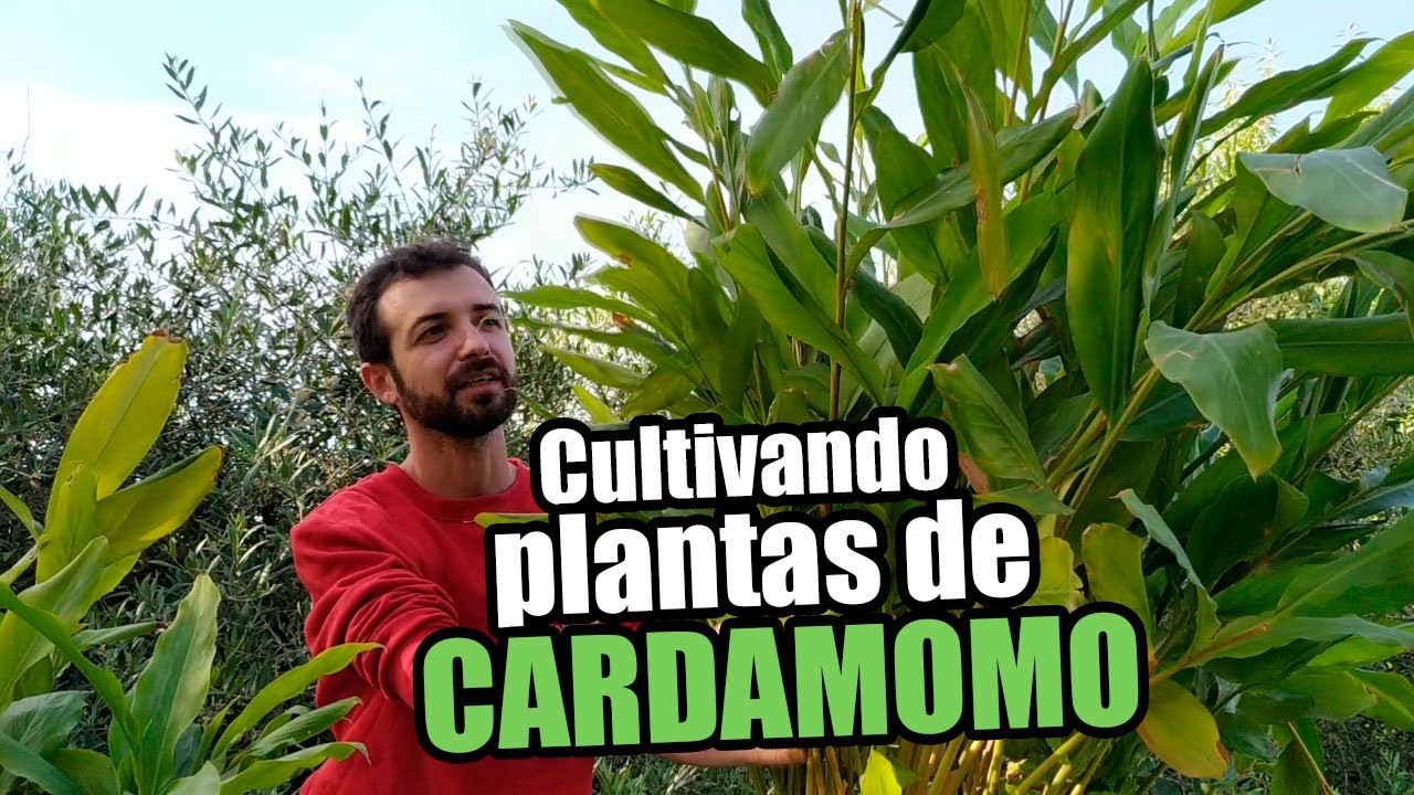 Cultivando plantas de Cardamomo (Elettaria cardamomum) 🌱
