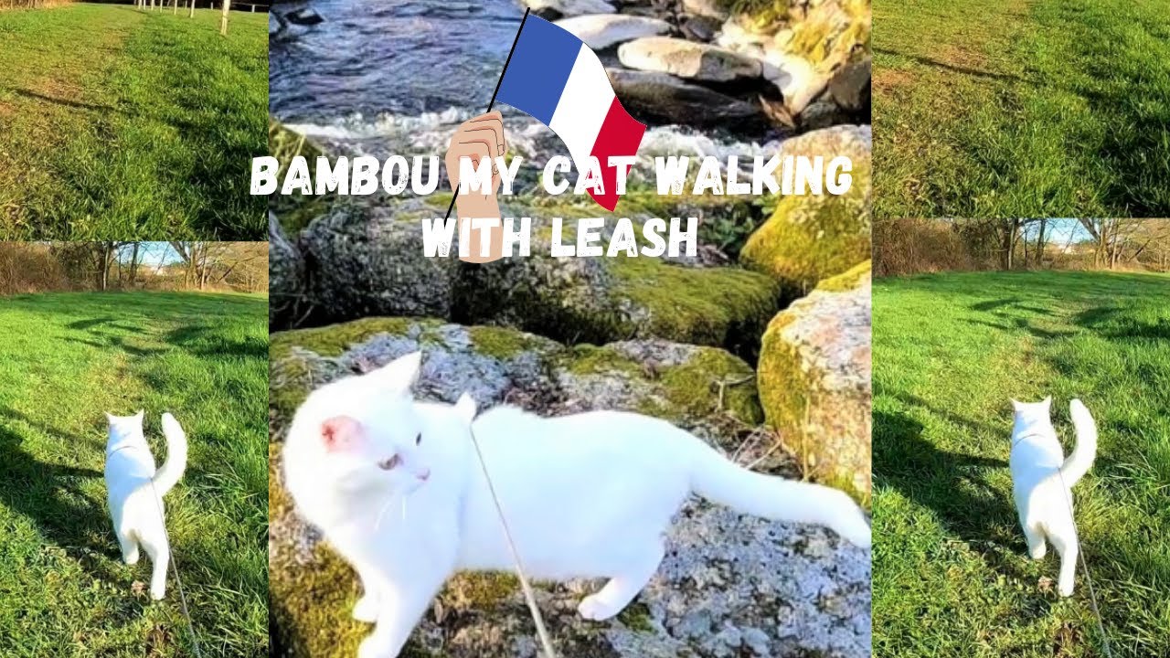BAMBOU MY CAT WALKING WITH ME WITH HIS LEASH | MhelTravel
