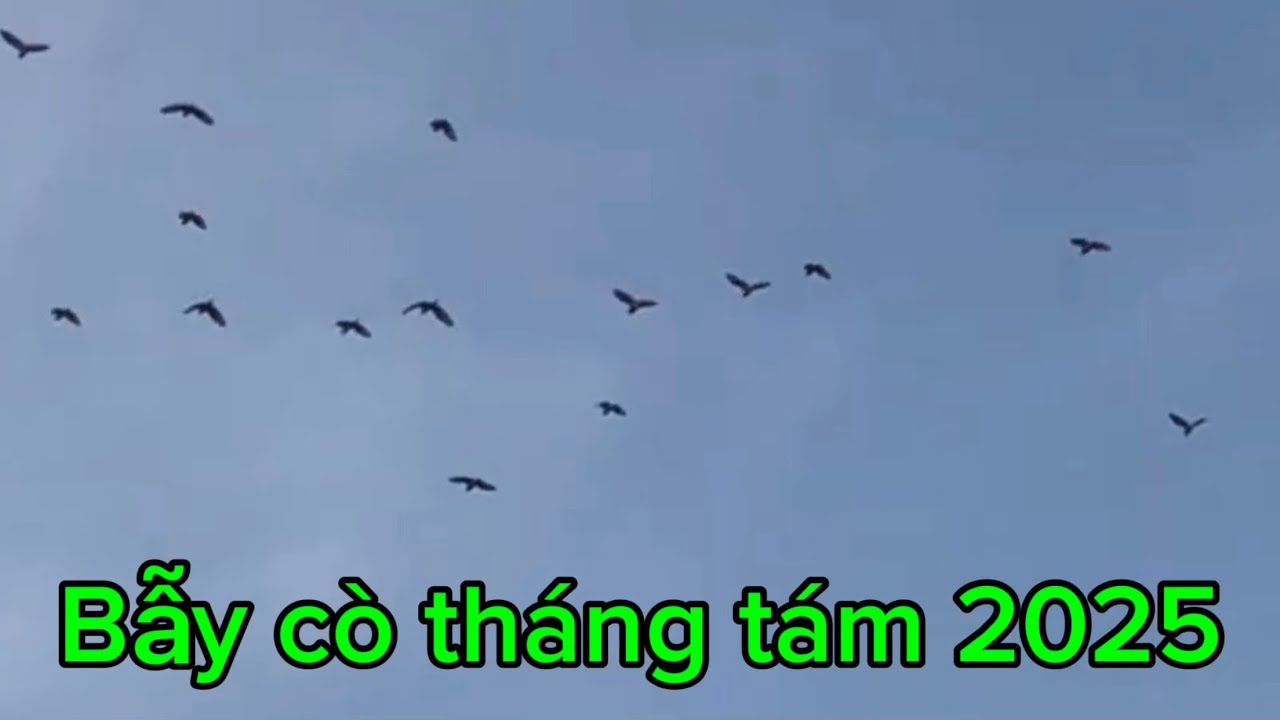 Làm mô bẫy cò và những đàn cò đầu tiên tháng 8/2025 /Hương Lê vlogs 