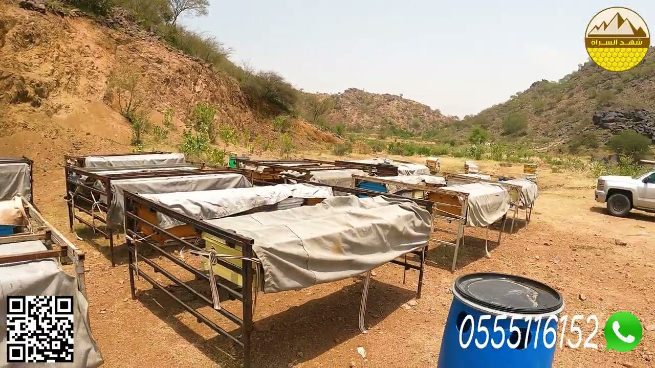 تنزيل النحل على مراعي أشجار الضهياء الجبلية في محرم 1445 أغسطس 2023