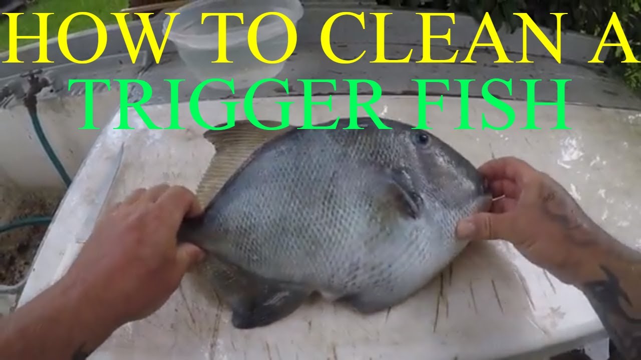 HOW TO CLEAN A TRIGGER FISH