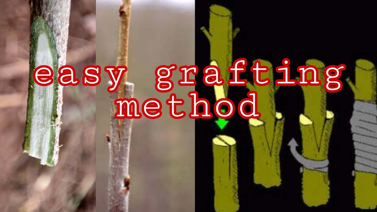 grafting in tamil | grafting techniques tamil | grafting | v shape grafting