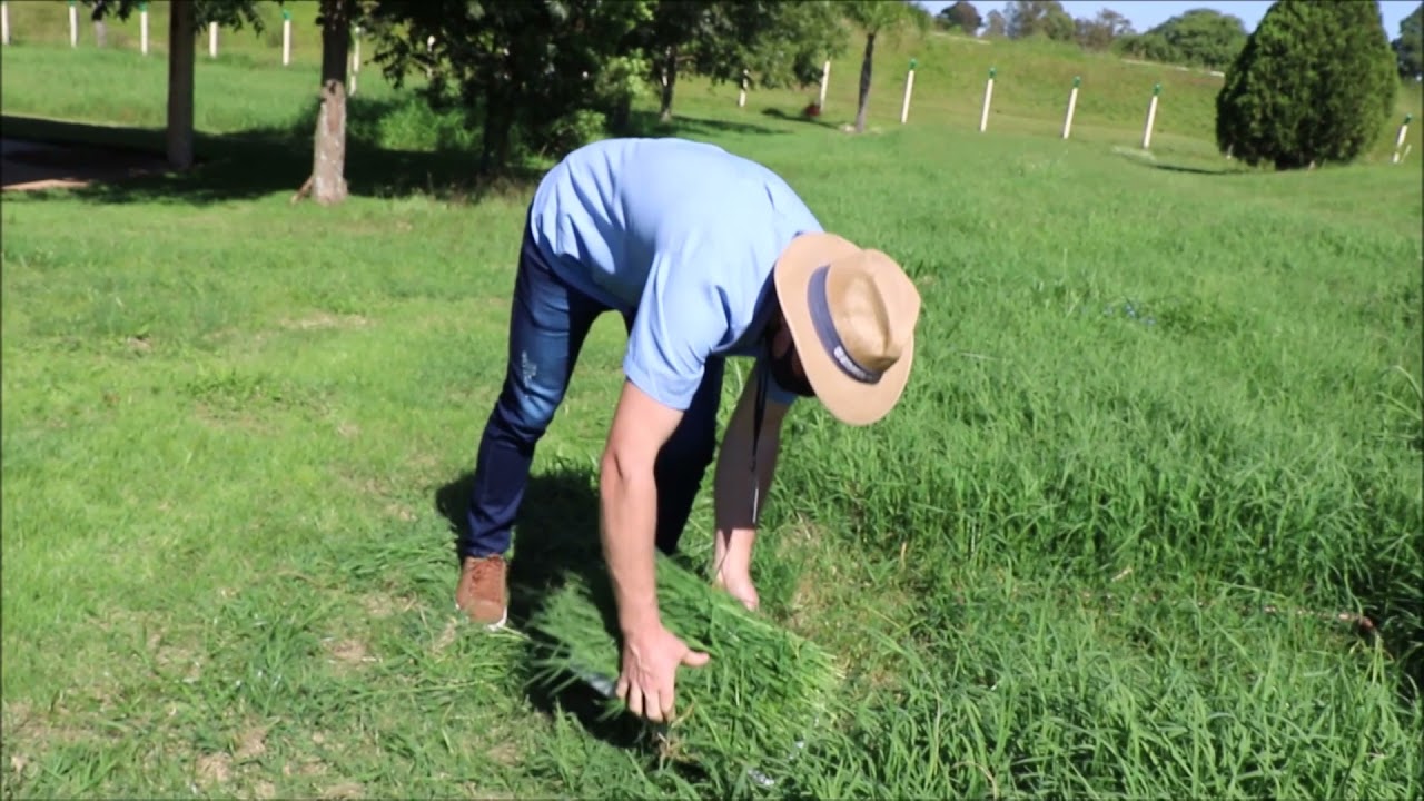 Pastagens perenes são alternativas para redução de custos na bovinocultura de leite - R.Grande Rural
