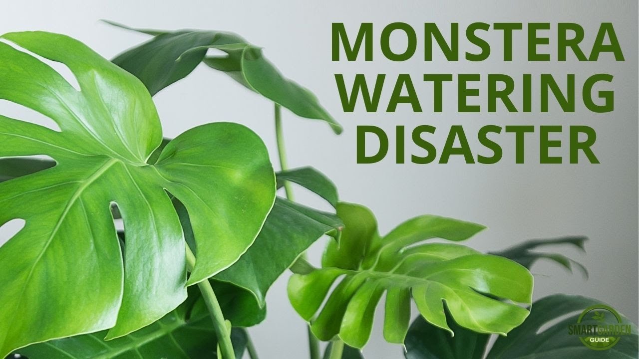 I Rescued My Overwatered Monstera Deliciosa (Swiss Cheese Plant) - Symptoms And Solutions