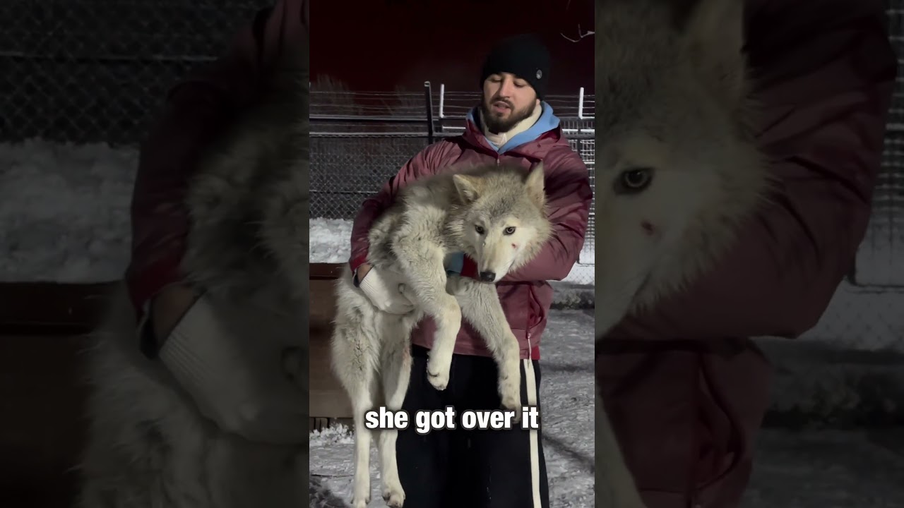 Сгнила шея 😱Волчонок сломала дважды лапу‼️ #wolf #arcticwolf