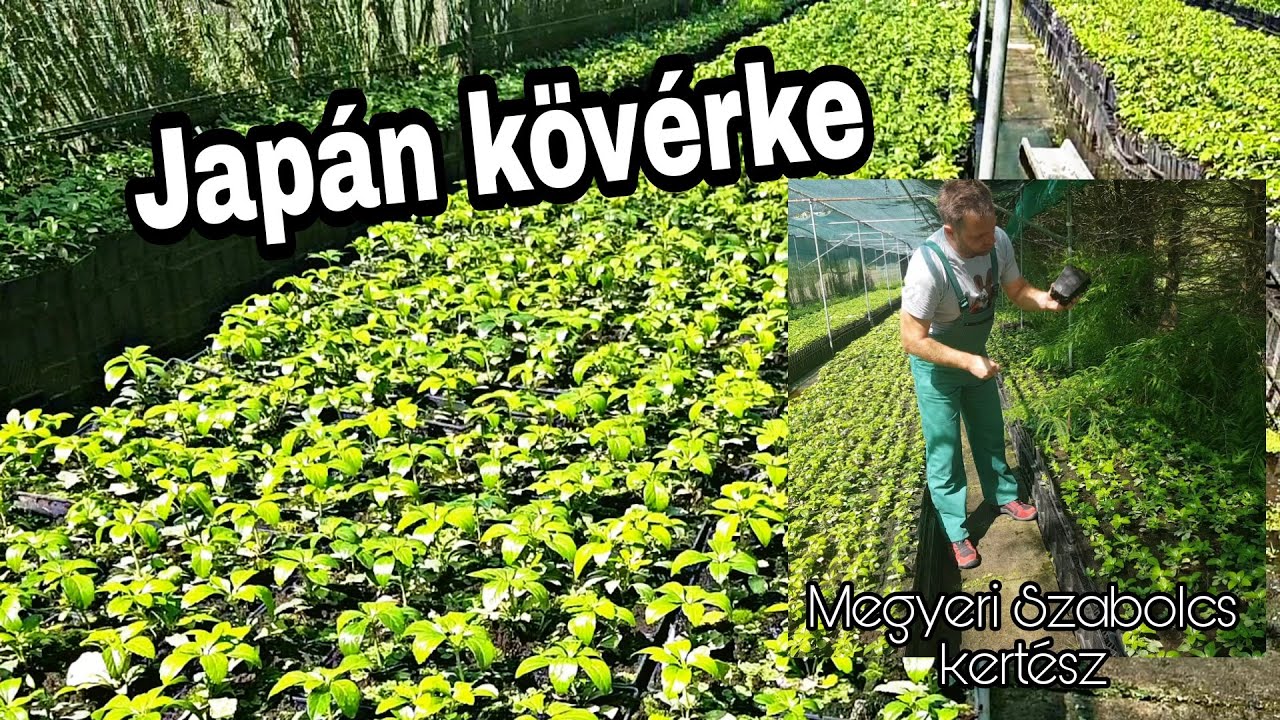 Arnyékba, fű helyett japán kövérke | Pachysandra terminalis