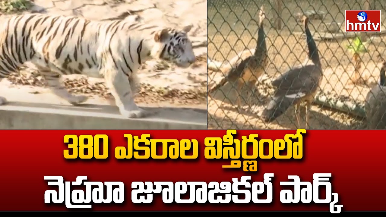 Nehru zoo Park :  380 ఎకరాల విస్తీర్ణంలో నెహ్రూ జూలాజికల్ పార్క్ | hmtv