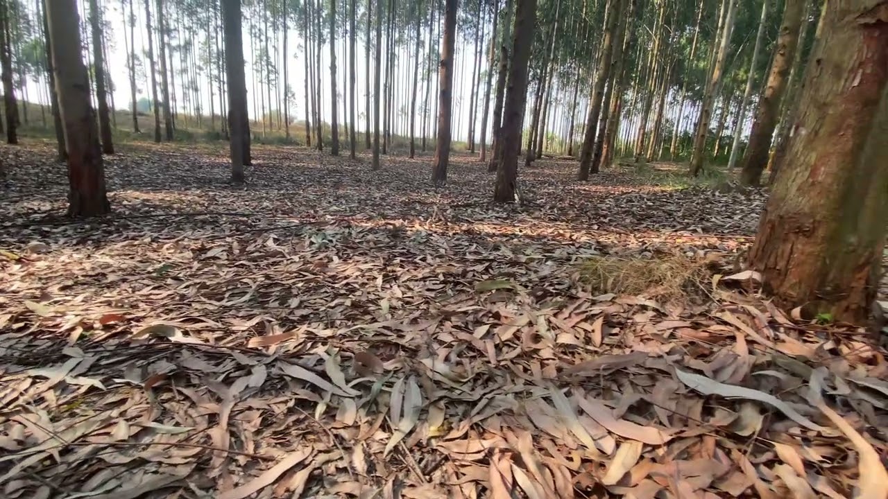 A very very big beautiful Eucalyptus tree farm in uganda