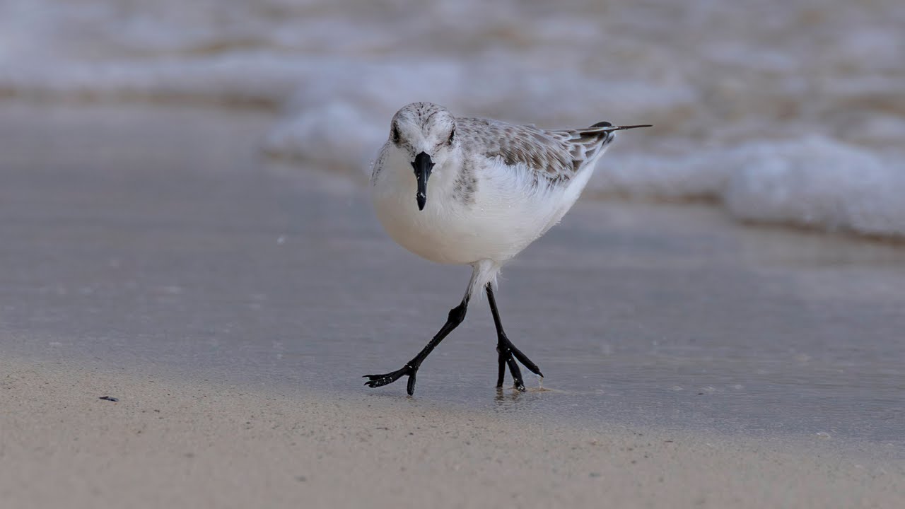Early Birding at Playa del Secreto, Yucatan Peninsula