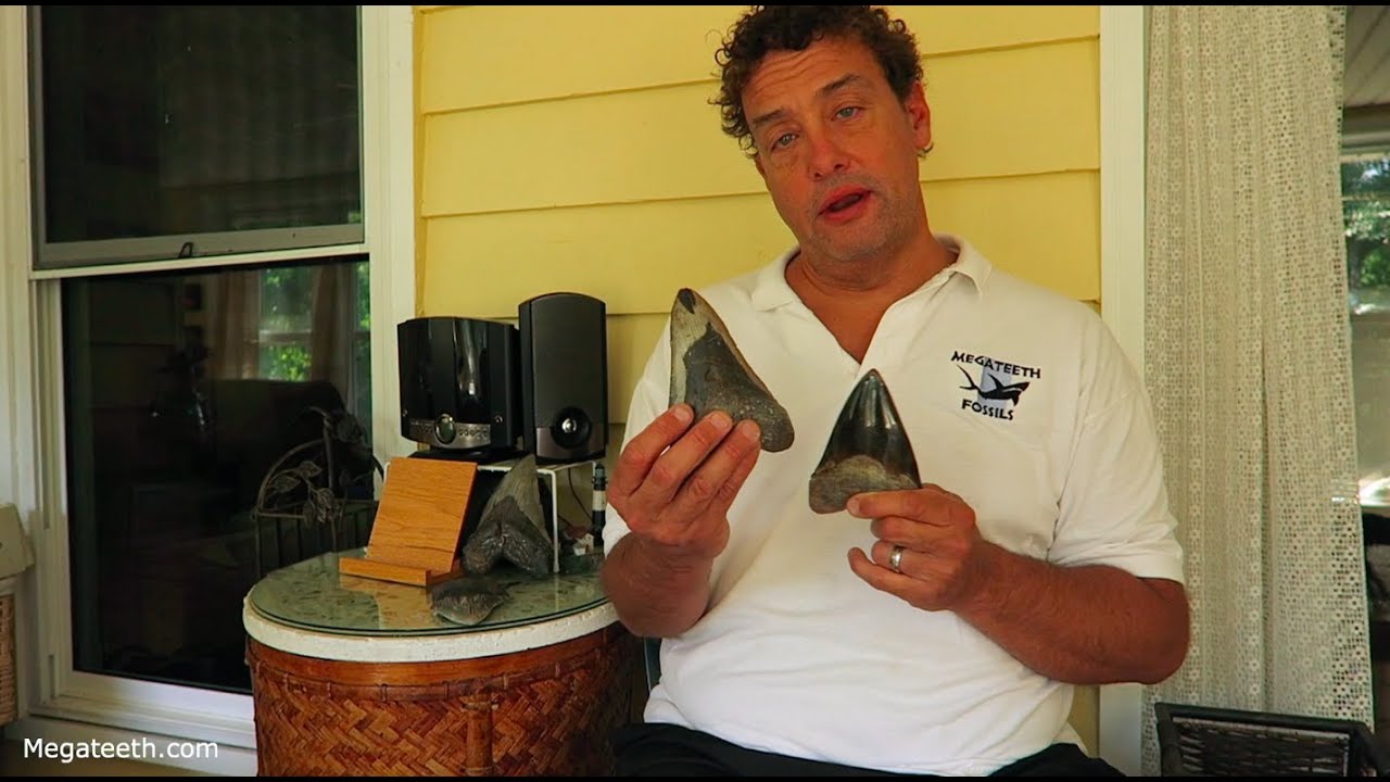 Restored Megalodon Shark Teeth