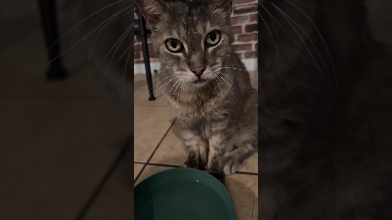 Man Rescues Dehydrated Cat And Reunites Him With Elderly Owners 🐱