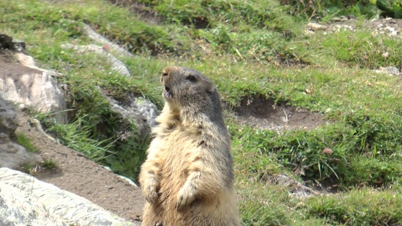 Marmotte