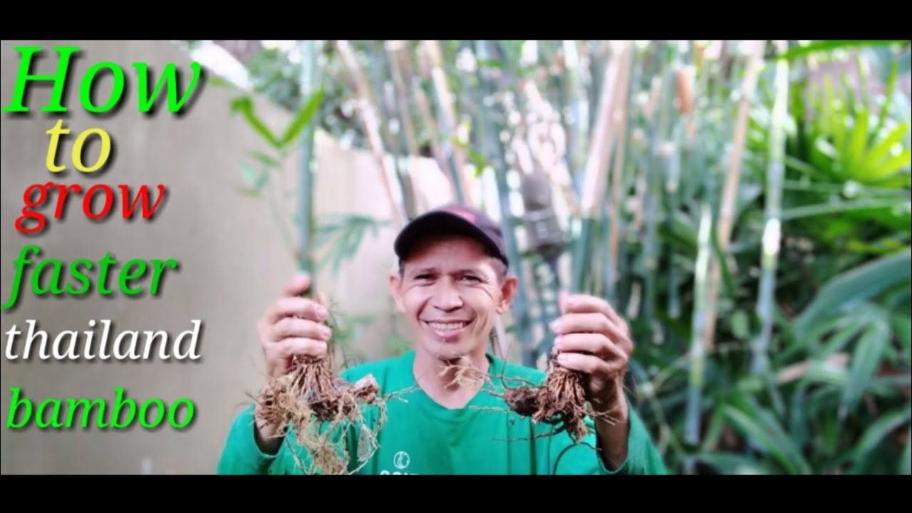 How to grow faster thailand bamboo