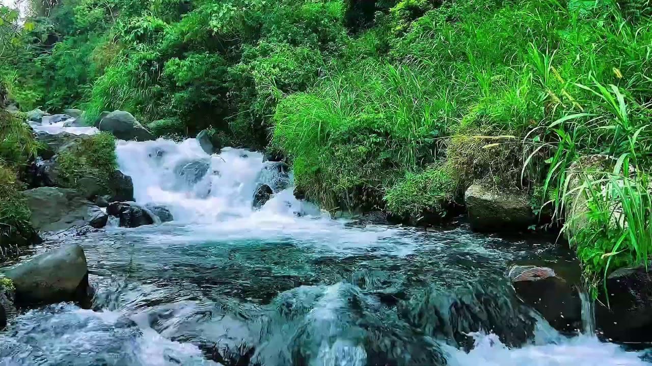 Mountain Stream Flowing Water Sounds, Forest River, Sleep